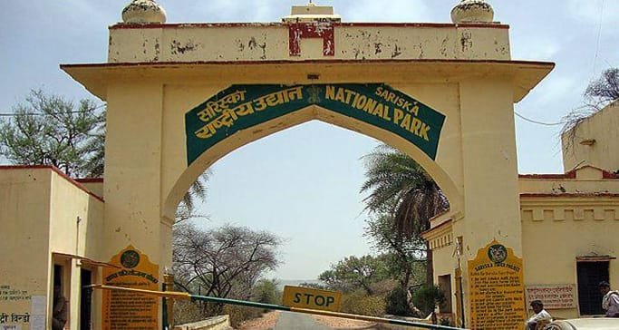 सरिस्का-पन्ना के सफल बाघ पुनर्स्थापन ने भारत को दिलाई वैश्विक पहचान: भूपेंद्र यादव
